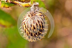 Close up macrophotography of  dried receptacle of purple thistle flower