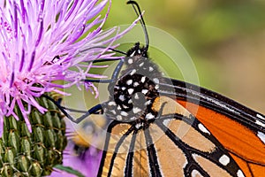 Close up macrophotography of Monarch butterfly head on a purple thistle flower