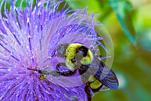 Close up, macrophotography of perhaps, Bombus impatiens , the common eastern bumble bee