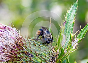 Close up, macrophotography of perhaps, Bombus impatiens , the common eastern bumble bee on bulb of thistle flower.