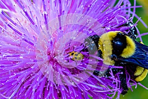 Close up, macrophotography of perhaps, Bombus impatiens , the common eastern bumble bee and cucumber beetle on thistle flower.