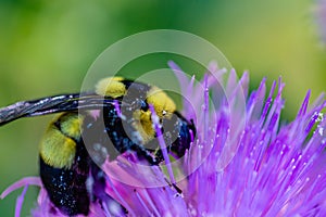Close up, macrophotography of perhaps, Bombus impatiens , the common eastern bumble bee diving into thistle flower.