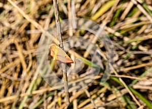 Close up, macrophotography of perhaps, Haematopis grataria, the chickweed geometer, moth Ed Zorinsky lake park Omaha Nebraska