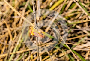Close up, macrophotography of perhaps, Haematopis grataria, the chickweed geometer, moth Ed Zorinsky lake park Omaha Nebraska