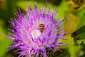 Close up macrophotography of spotted yellow cucumber beetle on a purple thistle flower