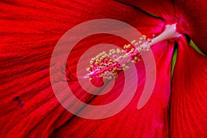 Close up macrophotography of velvety petal and the pistil  of crimson red hibiscus flower