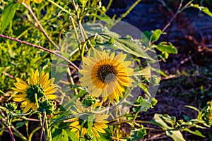 Macrophotography of Sunflowers, whole Helianthus flowering plant