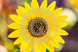 Macrophotography of Sunflowers, whole Helianthus flowering plant