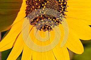 Macrophotography of Sunflowers, Disc and ray florets of Helianthus flowering plant