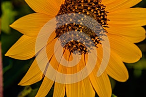 Macrophotography of Sunflowers, Disc and ray florets of Helianthus flowering plant