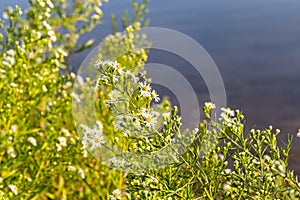 Close up macrophotography of yellow, white flower, Symphyotrichum , white yellow aster