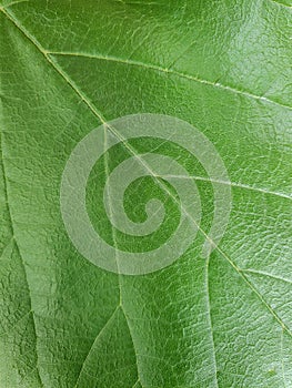 Close-up macros shot of a green leaf