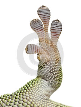 Close-up of Madagascar day gecko foot, Phelsuma madagascariensis grandis, 1 year old