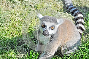 Close up of a Madagascar lemur photo