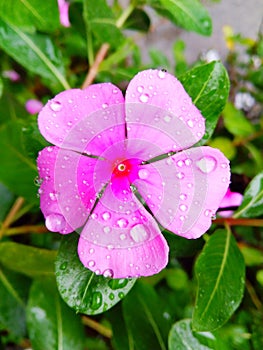 Close up of a Madagascar periwinkle flower, Catharanthus roseus Wellesley, Massachusetts.