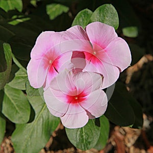 Close-up of Madagascar Periwinkle flowers