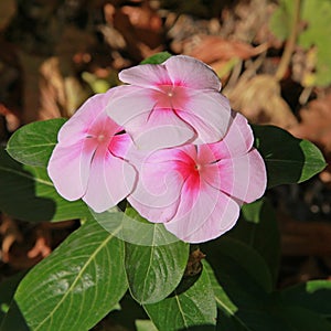 Close-up of Madagascar Periwinkle flowers