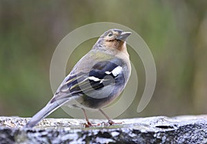 Close up of Madeiran chaffinch - Fringilla coelebs maderensis - sitting on the ground with colourful background on Madeira island photo