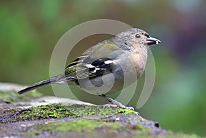 Close up of Madeiran chaffinch - Fringilla coelebs maderensis - sitting on the ground with colourful background on Madeira island photo