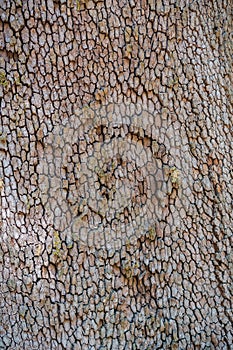 Close up of Madrone tree Arbutus menziesii bark, California