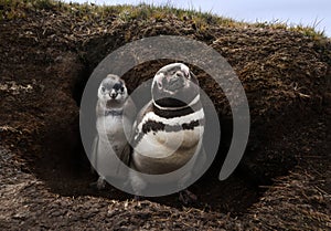 Close-up of a Magellanic penguins in the burrow