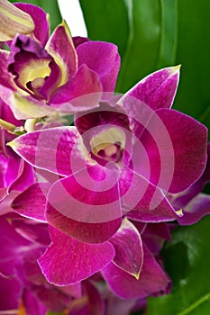 Close-up of Magenta coloured Orchids