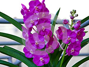 Close up of magenta orchid flowers