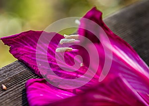 Close up of magenta orchid tree flower blossom with white stamen