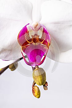 Close up of magenta and white orchid or orchis flower.