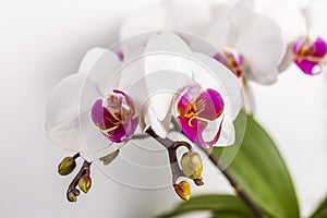 Close up of magenta and white orchid or orchis flower.