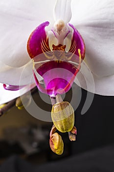 Close up of magenta and white orchid or orchis flower.