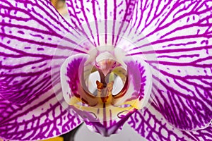 Close up of magenta and white orchid or orchis flower. Flowers from latin family Orchidaceae. Macro photo