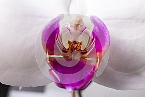 Close up of magenta and white orchid or orchis flower. Flowers from latin family Orchidaceae. Macro photo