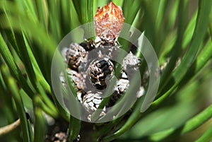 Close up magic birth of new cone in form of precious crown