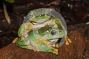 Magnificant Tree Frogs