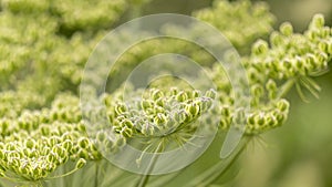 Close-up on a magnificent angelica umbel, in summer, in the middle of the mountains