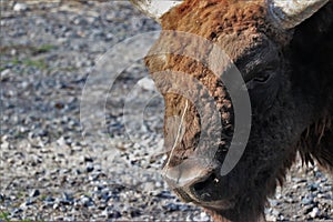 Close up of a magnificent bison.