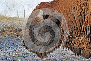 Close up of a magnificent bison.