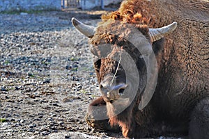 Close up of a magnificent bison.