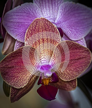 Close-up of Magnificent Bloom of Phalaenopsis Orchid