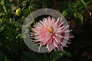 A close up of magnificent pink Dahlia flower of the `Park Princess` variety in dew in the garden