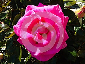 Close-up of a magnificent rose (Rosa) in pink color photo