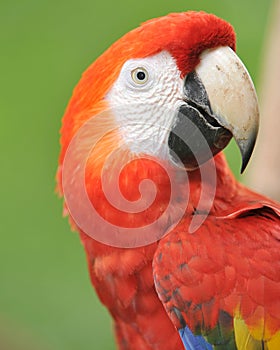 Close up of magnificent scarlet macaw, costa rica