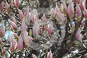 Close up of Magnolia branches full of flowers