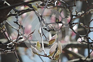 Close up of Magnolia branches full of flowers