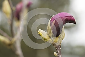 Close up of magnolia bud on the tree