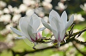 Close-up of a magnolia cylindrica flower