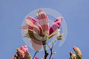 Close Up Magnolia Daybreak Tree With Flowers At Amsterdam The Netherlands 7-4-2020