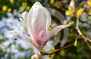 Close up of a magnolia flower