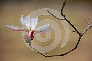 Close up of a magnolia flower